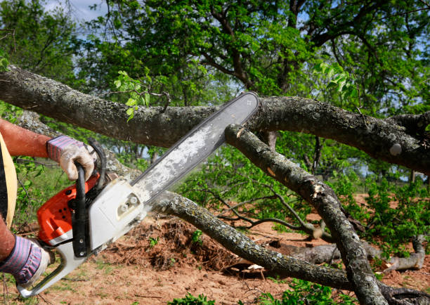 How Our Tree Care Process Works  in  Penn Wynne, PA